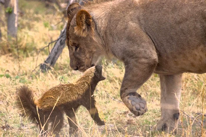 Бесстрашные существа: в поисках самого отважного зверя