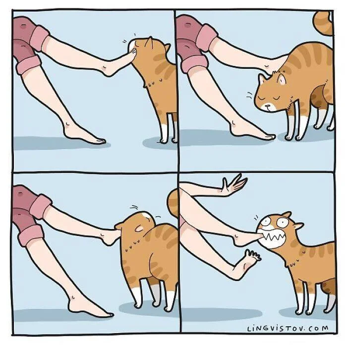 Котик и жизнь с ним