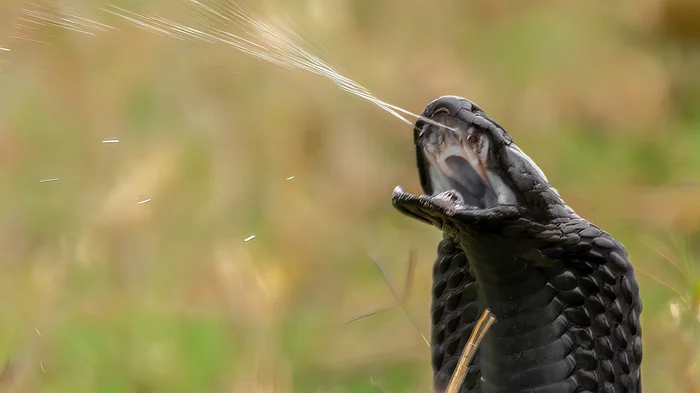 Новая угроза от плюющихся кобр: как эти змеи достигли нового уровня опасности