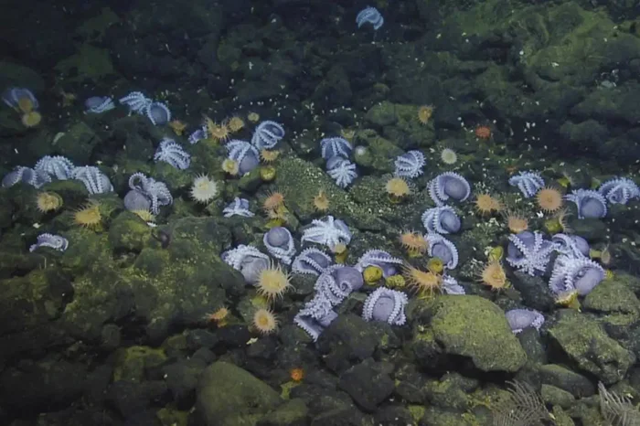Тайны глубин: исследование 'Садов осьминогов' - места, где эти существа заканчивают свой жизненный цикл
