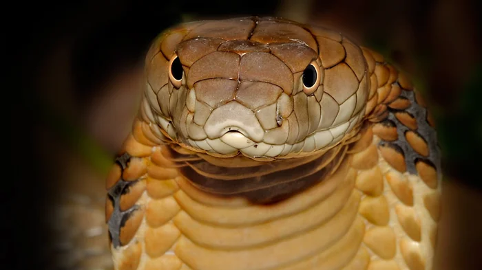 Предательство в змеином мире: почему королевские кобры охотятся на своих собратьев?