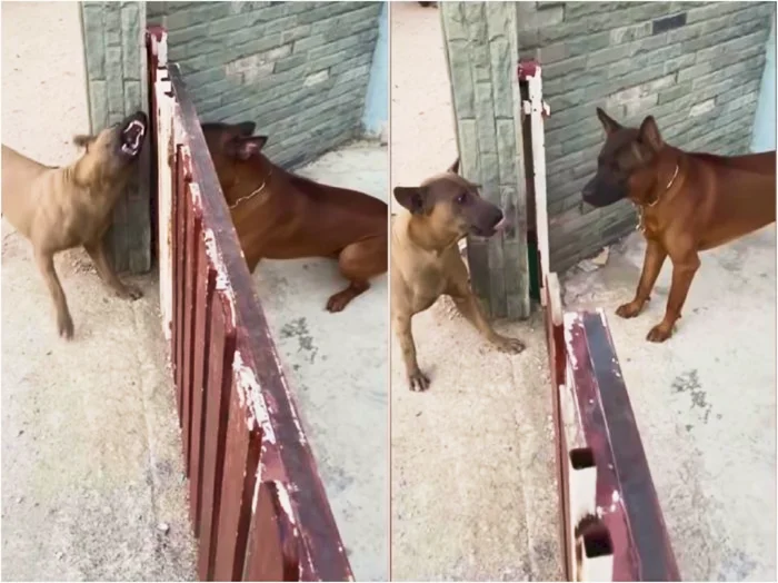 Тайна собачьих понтов: почему за забором псы лают друг на друга, но стоит его открыть — тут же успокаиваются