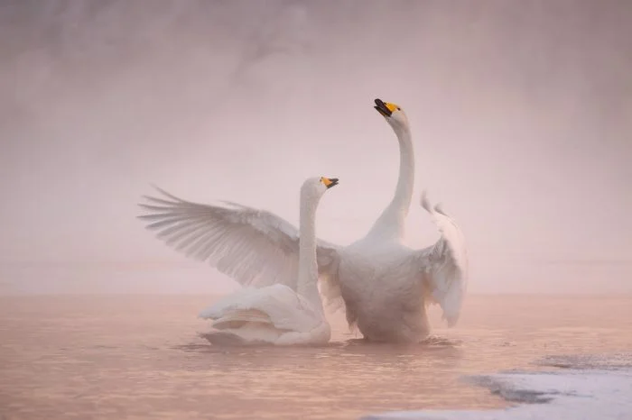 На общую тему