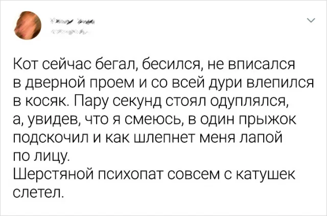 Смех и мурчание: подборка забавных твитов про наших любимых котов