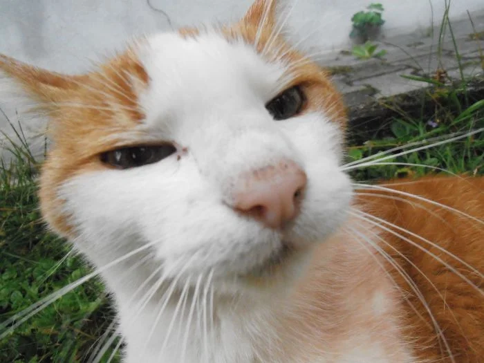 Кошачье недоверие во всей красе