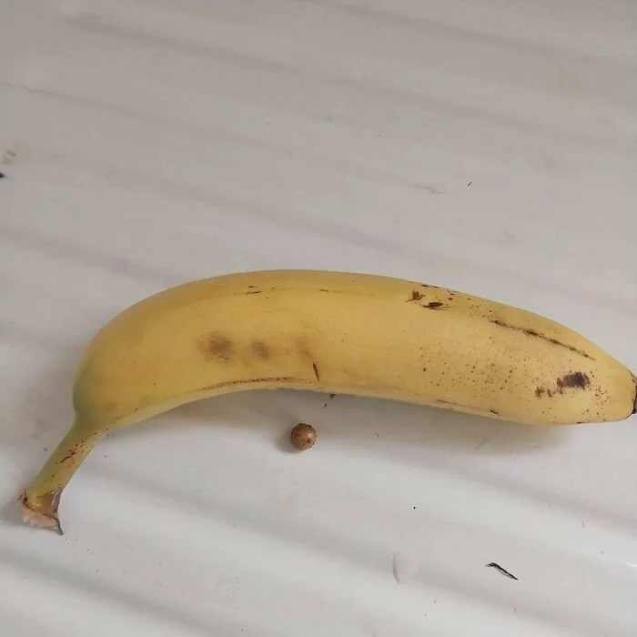 Смех сквозь грядки: 25 забавных и несчастных моментов в мире огородничества