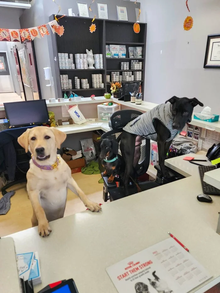 Любовь и забота: 30 трогательных фотографий из жизни ветеринаров