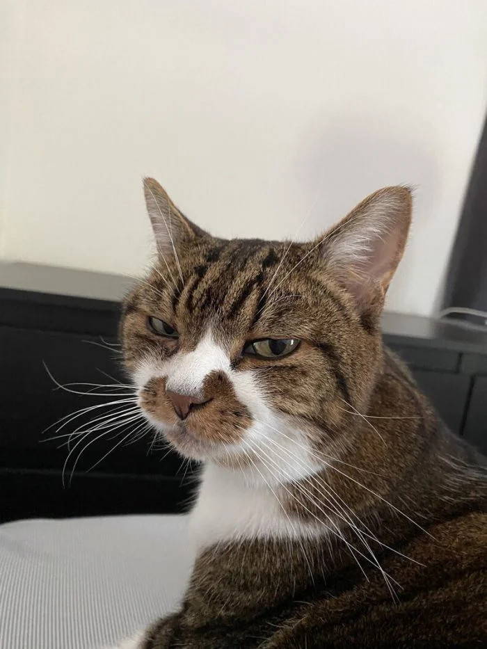 Кошачье осуждение: как это выглядит на самом деле