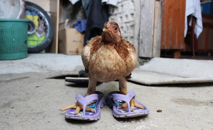 Всё вразнобой