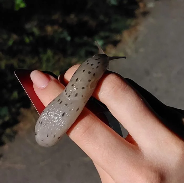 Неразгаданные тайны природы: 17 существ, опознанных с помощью интернета