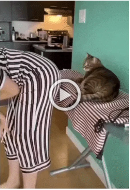 Просто гифки