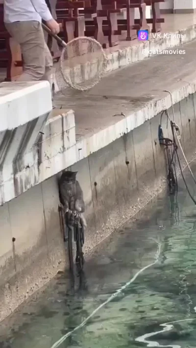 Отлов кота