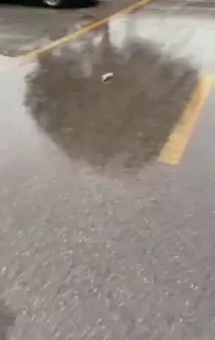 Повезло коше