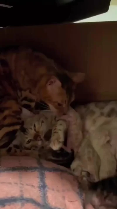 Когда папа пытается помочь