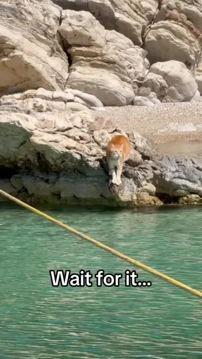 Кошачий пловец