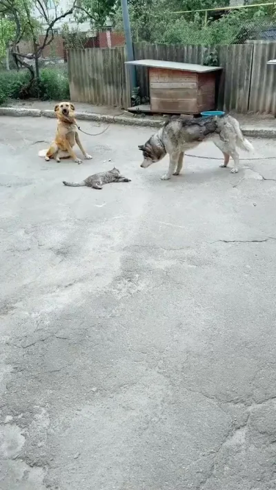 Нервы мои - канаты