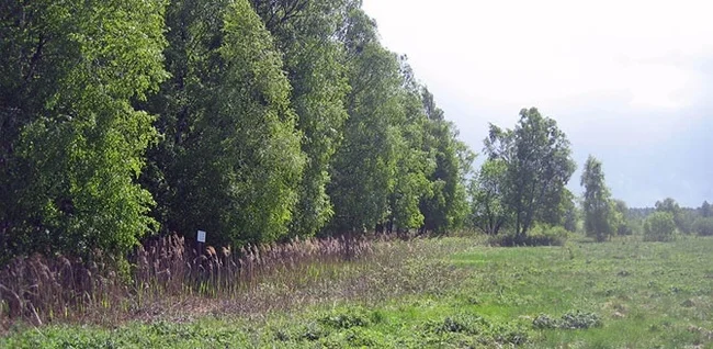 Малиновая девушка⁠⁠