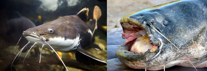 Сомы: Почему не следует трогать их 80 лет, чтобы реки не заполнились гигантскими чудовищами весом до 300 кг