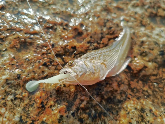 Опасности диких пляжей Чёрного моря: Рассмотрение ядовитых рыб и больших морских драконов