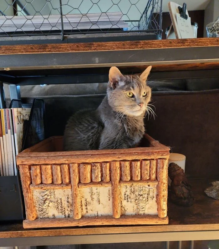 Милые котики