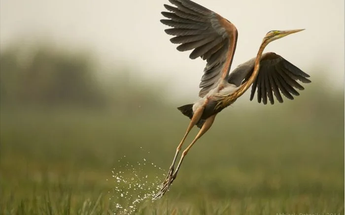 Грация в полёте