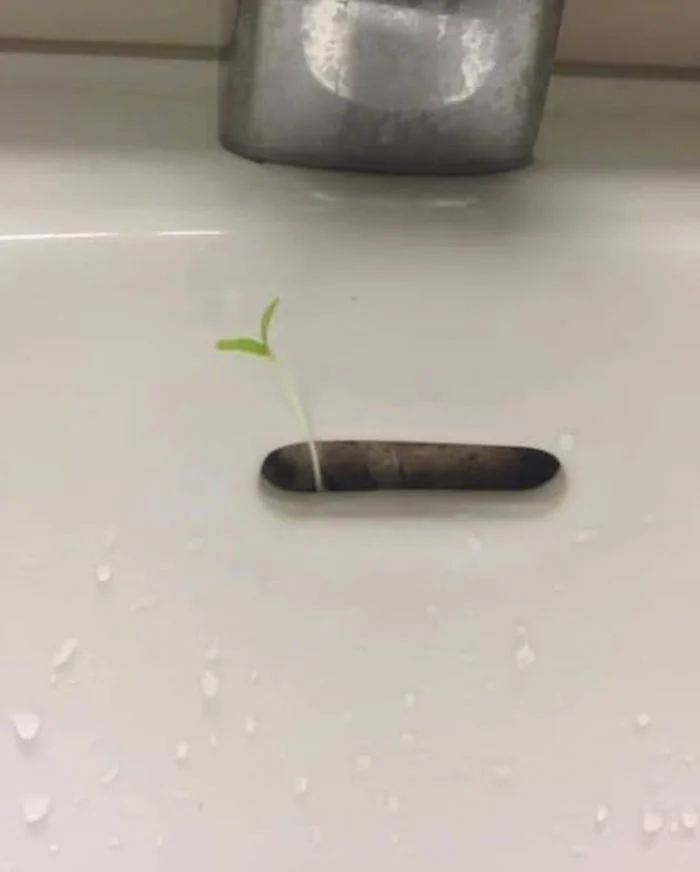 15 фотопримеров того, что природа всегда найдёт путь