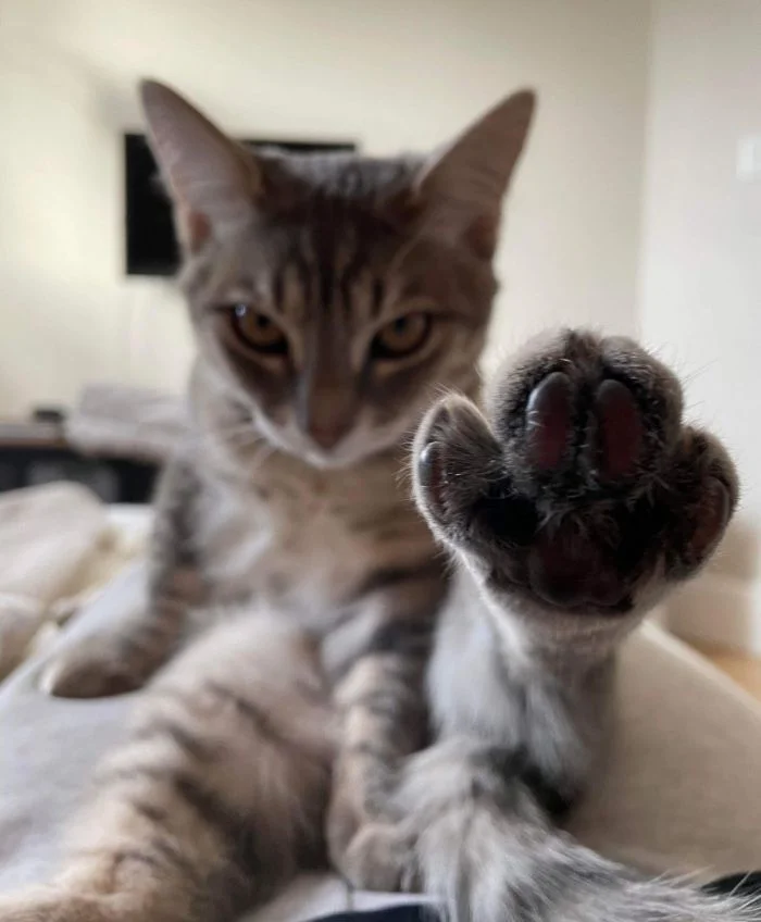 Милые котики