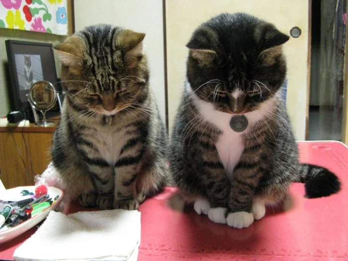 Искусство просить прощения