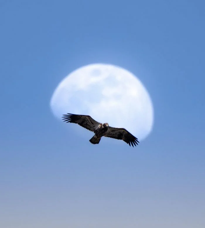 На общую тему