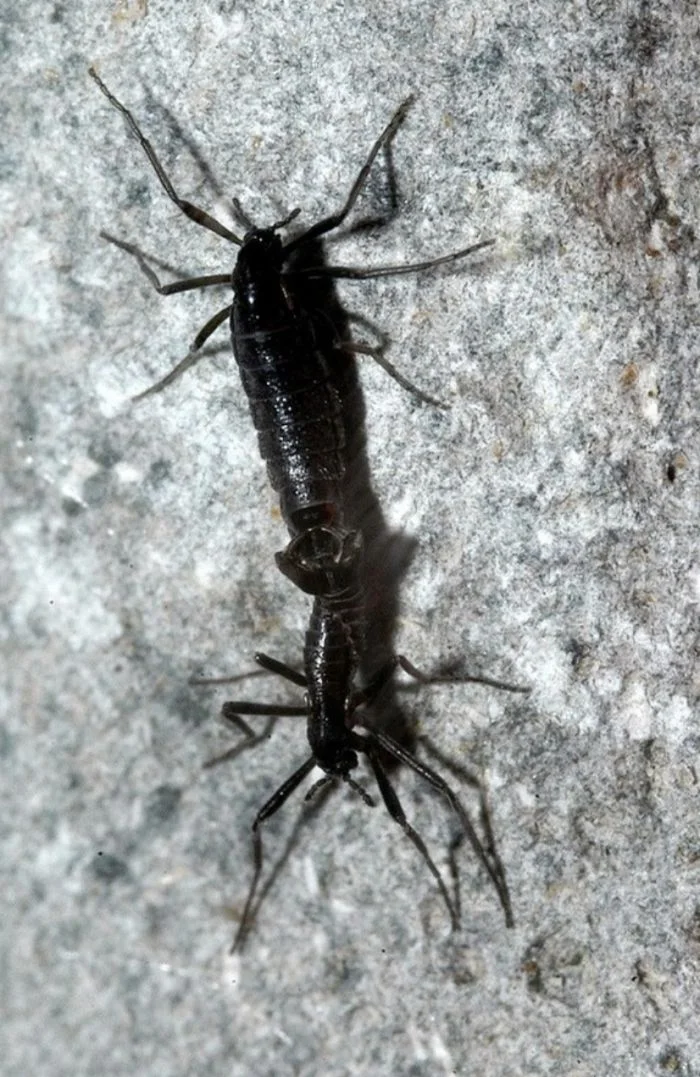 25 фактов, доказывающих, что Антарктида — самое безумное место на планете