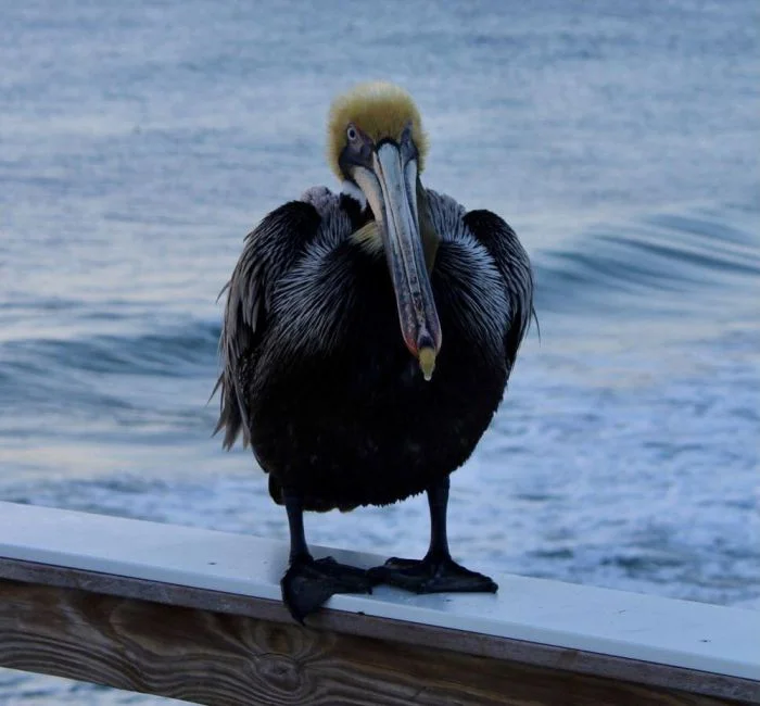 На общую тему