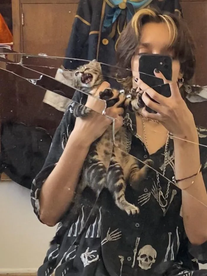 Хулиганистые коты: 15 фото, показывающих хаос в доме