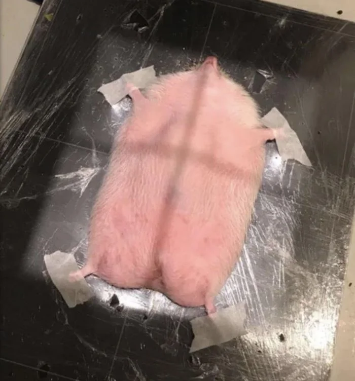 15 смешных фото, созданных без помощи фотошопа