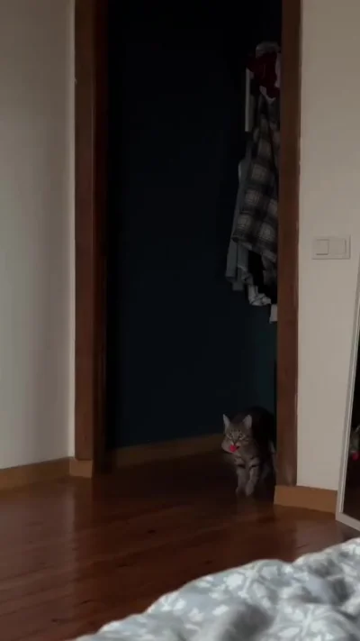 Кошачий будильник