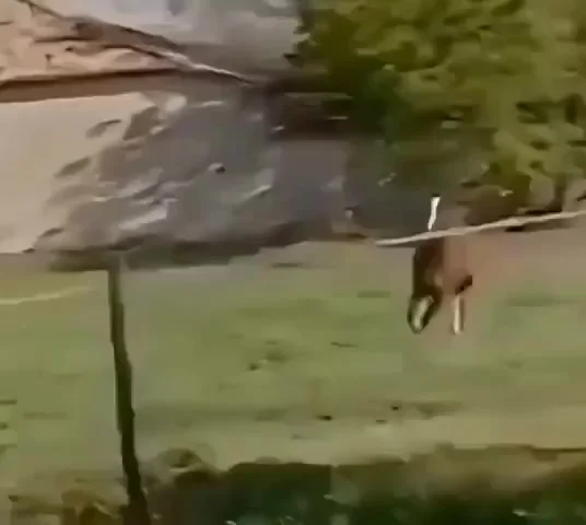 Конь решил возглавить пелотон