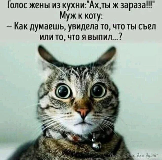 Котомемы