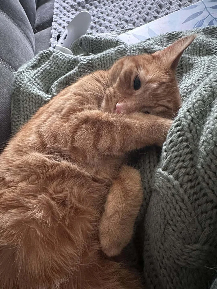 "Как справиться с котом, который мешает спать