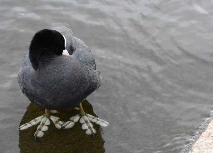 Лысуха: Ужасная как внутри, так и снаружи. Мрачные тайны 'черной уточки' из местного пруда