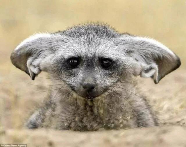 Намешалось