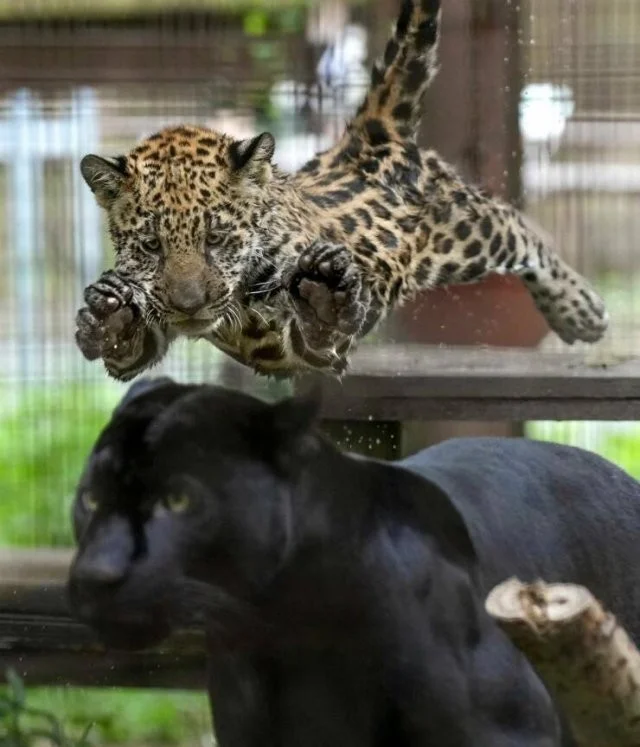 Намешалось