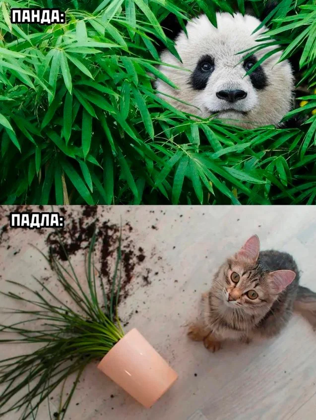 Скриншотики из соцсетей