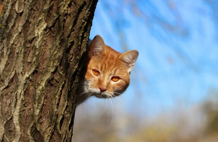 Очаровательные и необычные обитатели деревьев