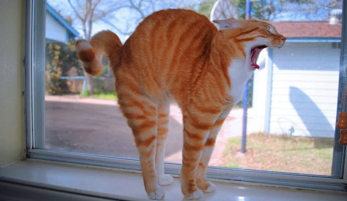 Разнообразие дуг: нейтральные, игривые, опасные