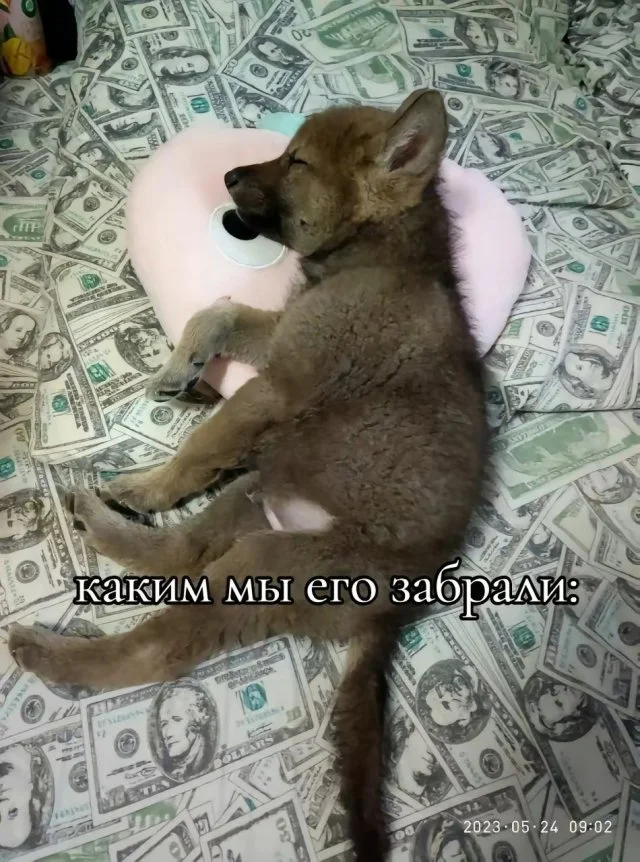 Нашли щеночка в поле