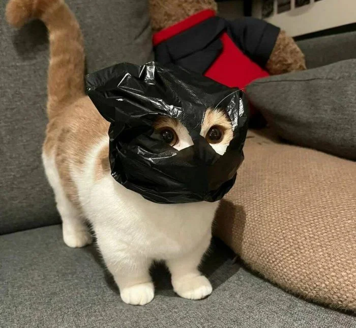 Всё вразнобой