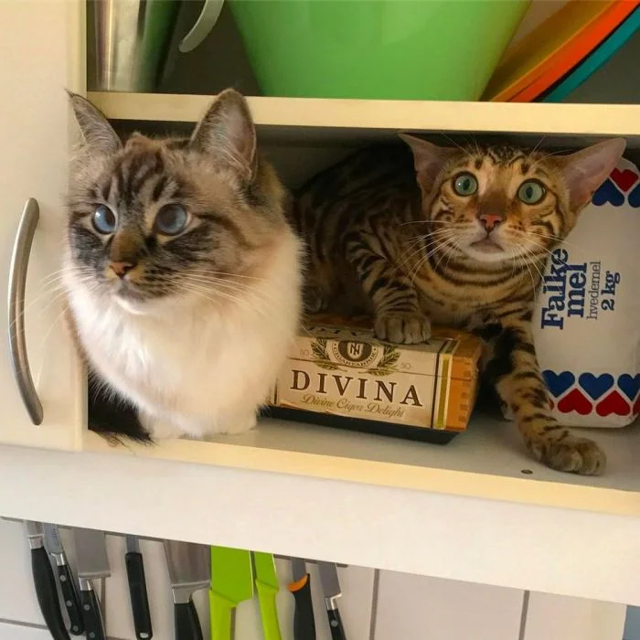 22 забавных хвостатых озорника, маскирующихся под примерных котиков