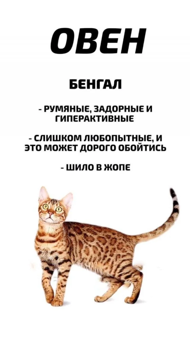 Какой кот по знаку зодиака вы могли бы быть: мнение астрологов