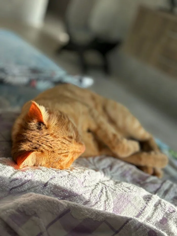 25 умилительных котиков, мирно спящих и наслаждающихся сном