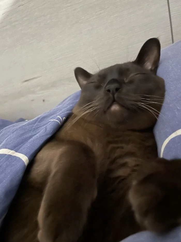 Сладкий сон мохнатиков