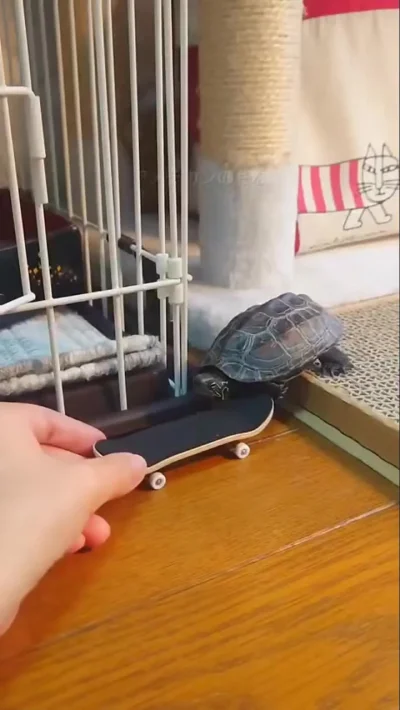 Самый быстрый черепах